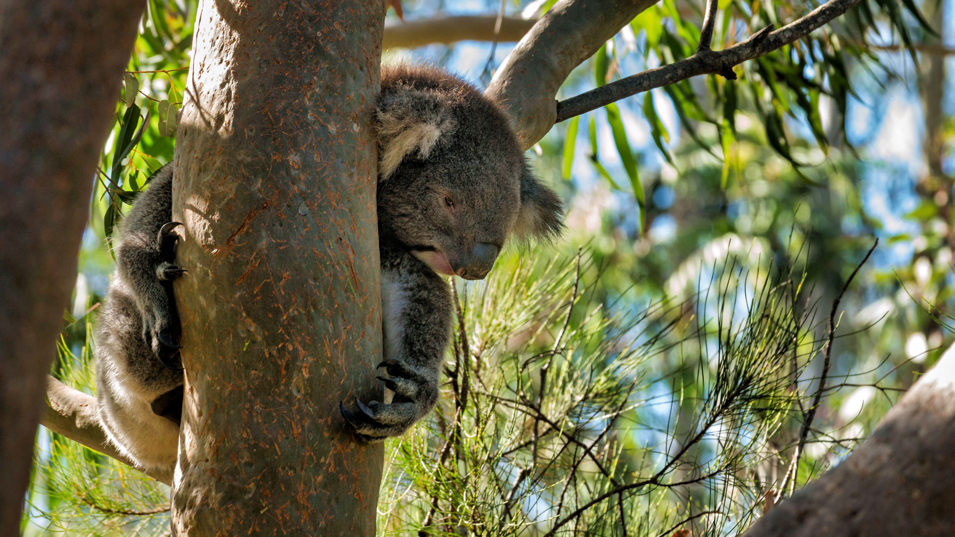 Yanchep National Park - Koala
